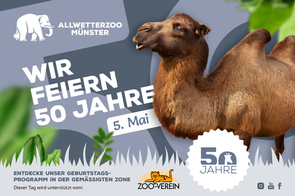 Anzeige des Allwetterzoos Münster zum 50-jährigen Jubiläum