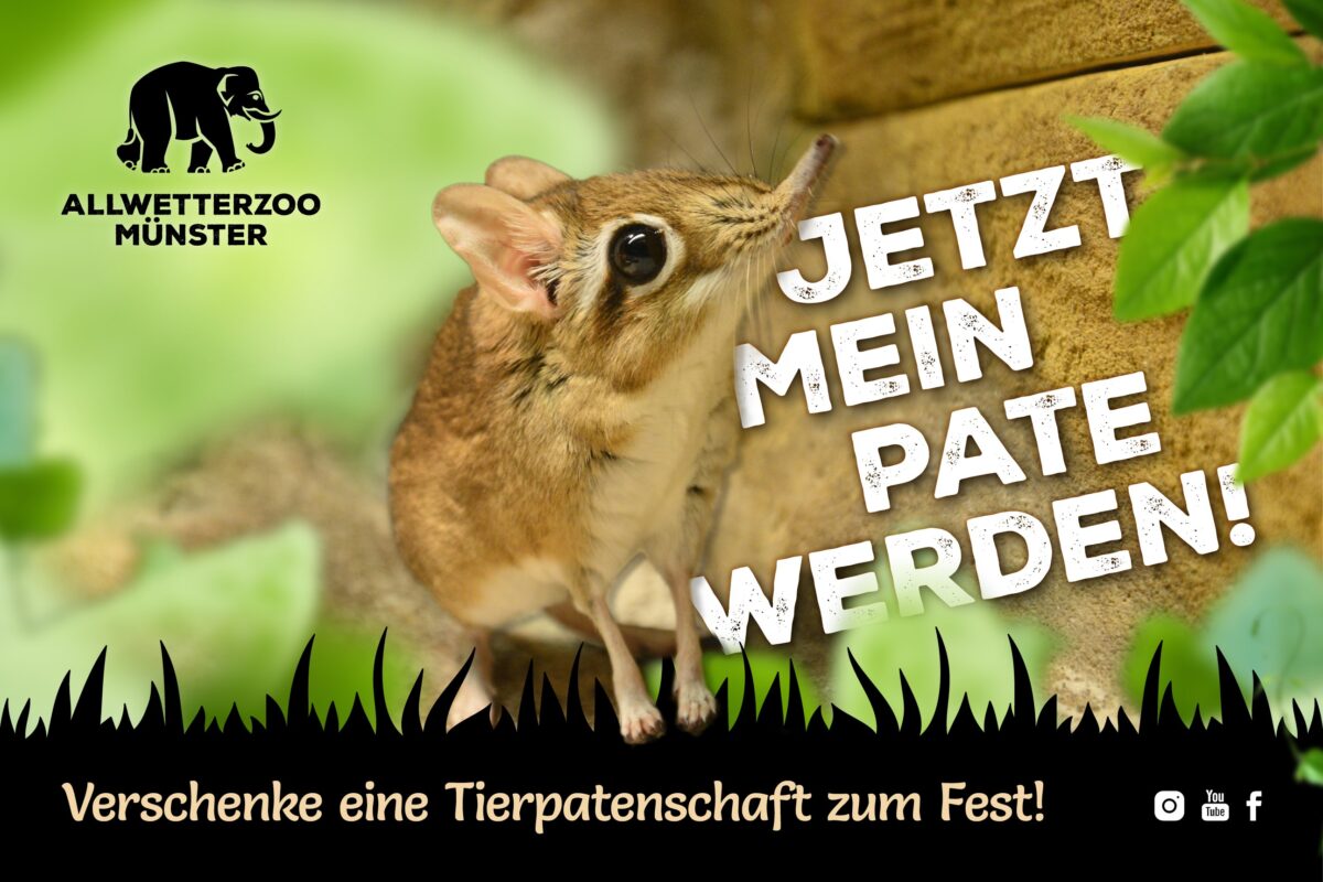 Anzeige vom Allwetterzoo, auf der ein Rüsselspringer zu sehen ist und der Text "Jetzt mein Pate werden!" steht.