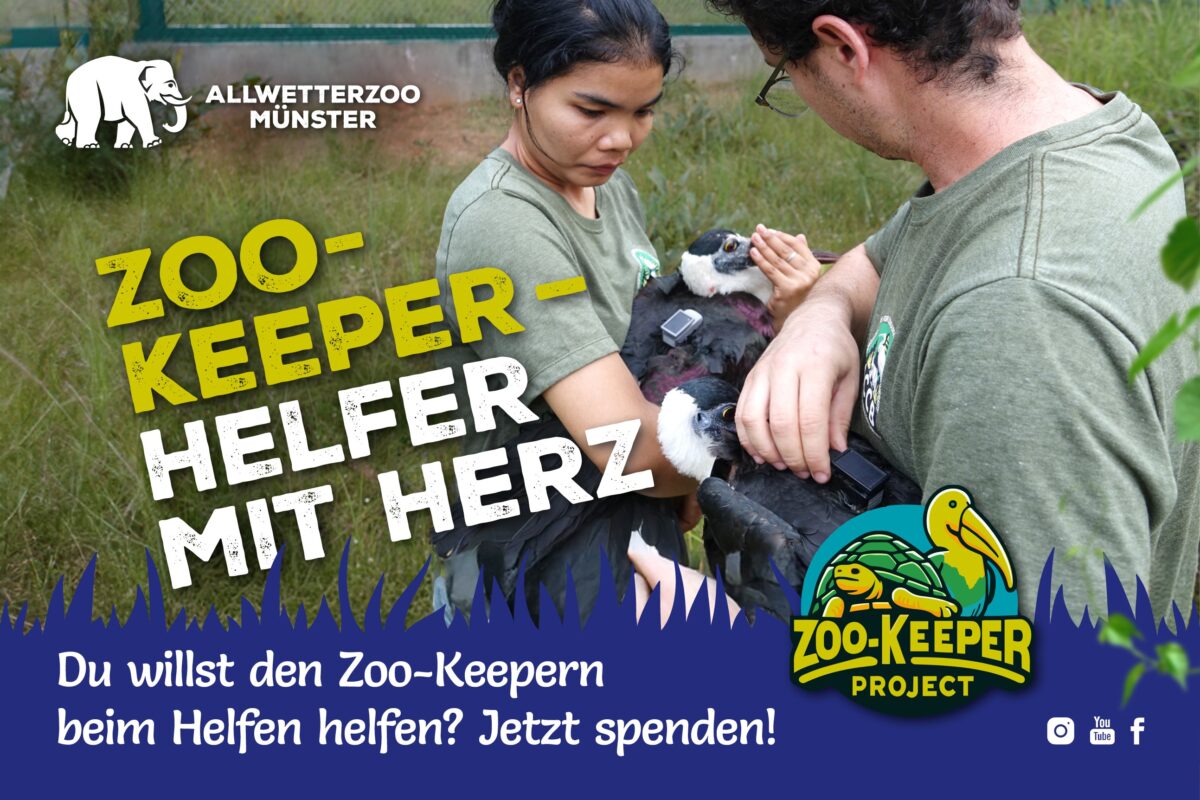 Anzeige vom Allwetterzoo mit dem Titel "Zoo-Keeper - Helfe mit Herz"