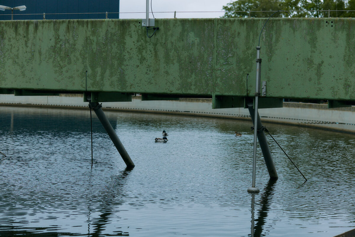 Enten schwimmen im vollen Nachklärbecken