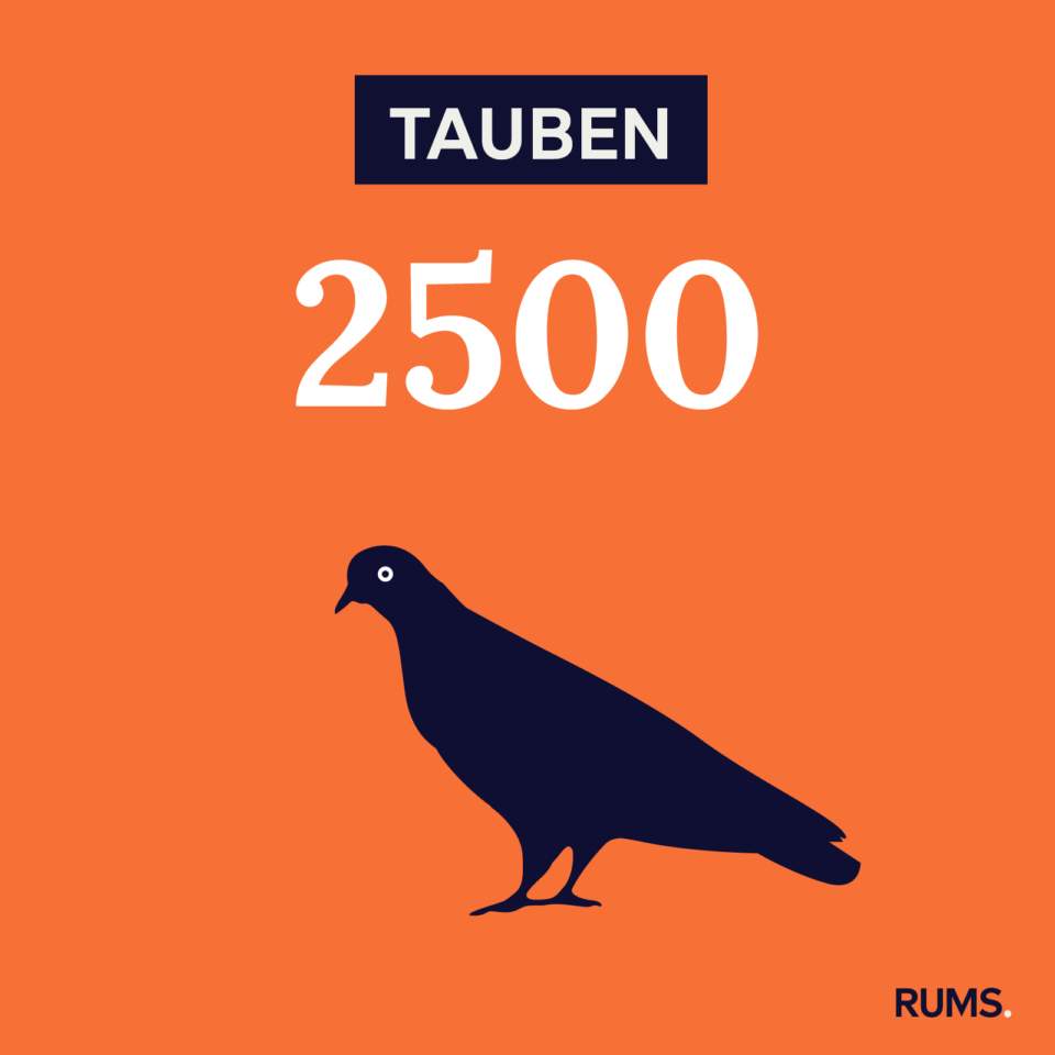 Infografik zu Tauben in Münster