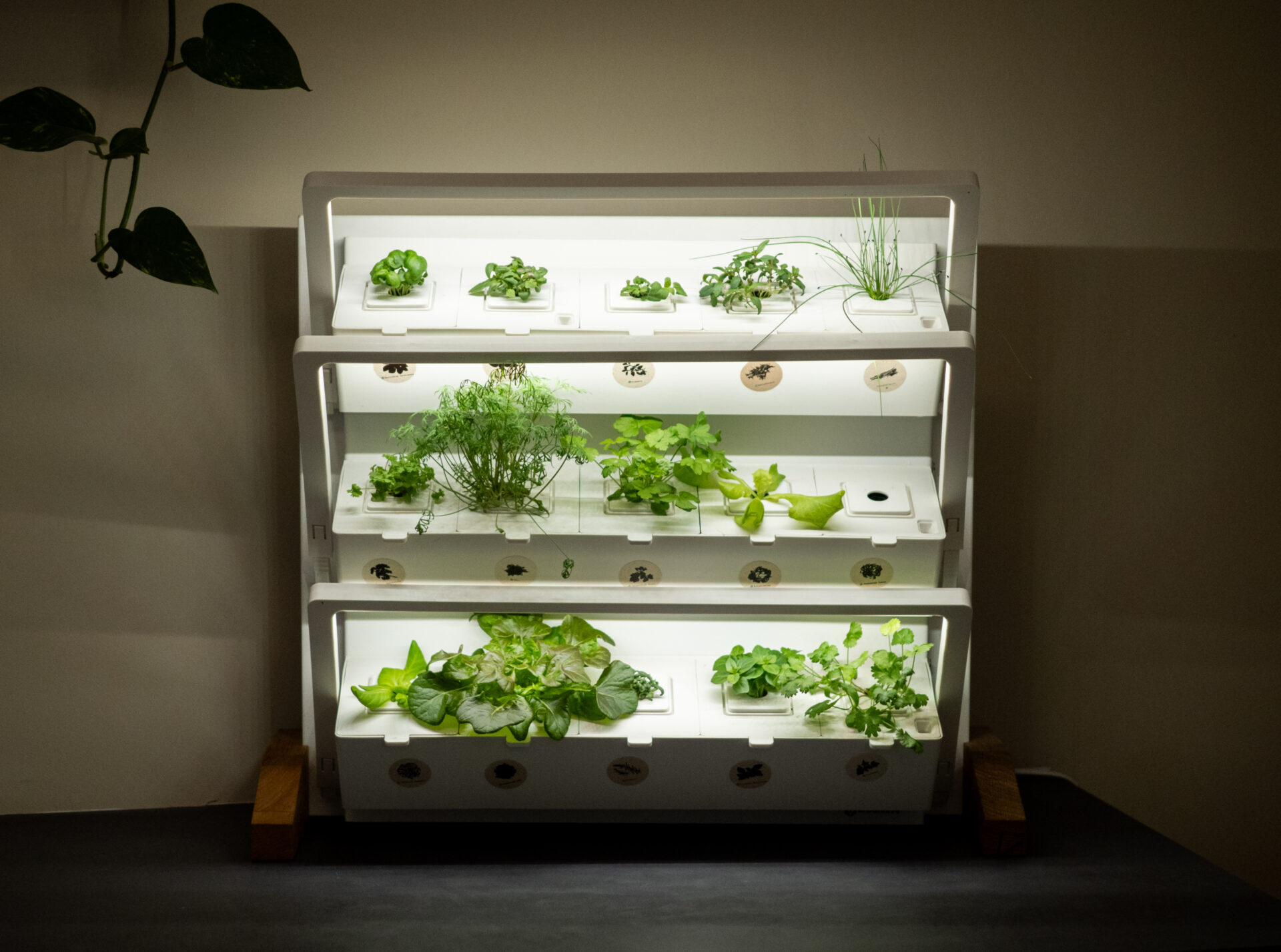 Ein Kräutergarten für die Küche von Urbanhive