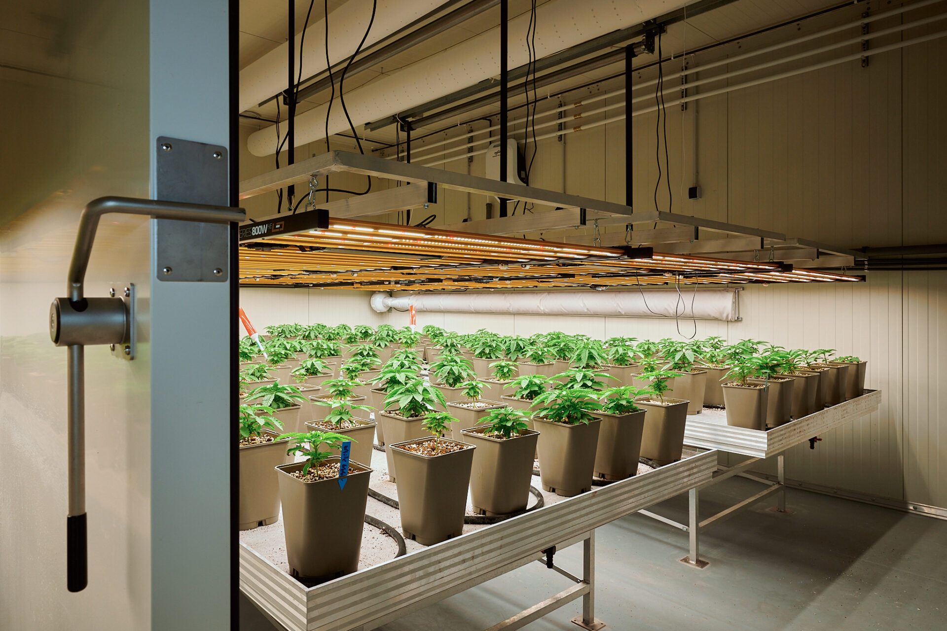 2025-10-27-RUMS-Cannabis-Reportage-Nikolaus Urban