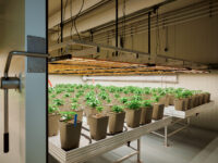 2025-10-27-RUMS-Cannabis-Reportage-Nikolaus Urban