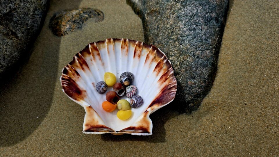 Eine große weiß und braune Muschel liegt am Strand. In der großen Muschel liegen weitere kleine gelbe und orangene Muscheln.