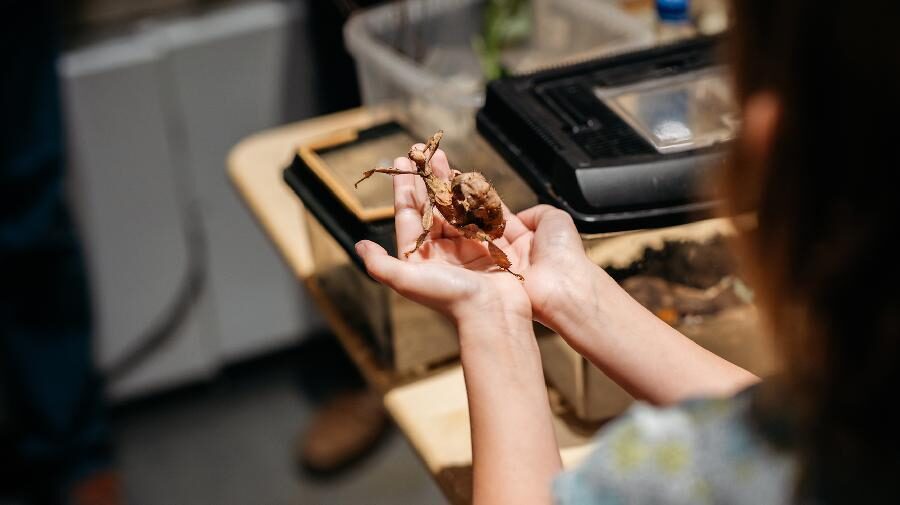Lange Nacht der Insekten im LWL-Museum für Naturkunde