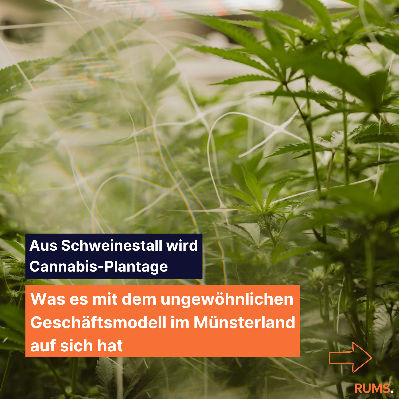 2026-08-27_instagram_grafik_beitrag_cannabis-plantagen